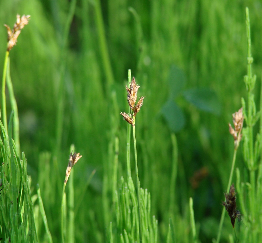 Image of genus Carex specimen.