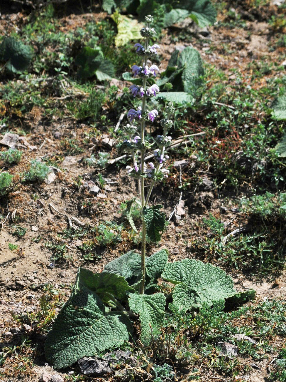 Image of Phlomoides ostrowskiana specimen.