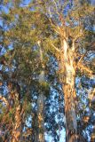 Eucalyptus viminalis. Части крон взрослых деревьев (вид снизу). Абхазия, г. Сухум, в культуре. 7 марта 2016 г.