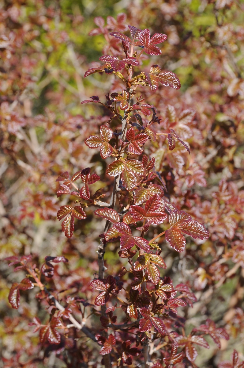 Image of Toxicodendron diversilobum specimen.