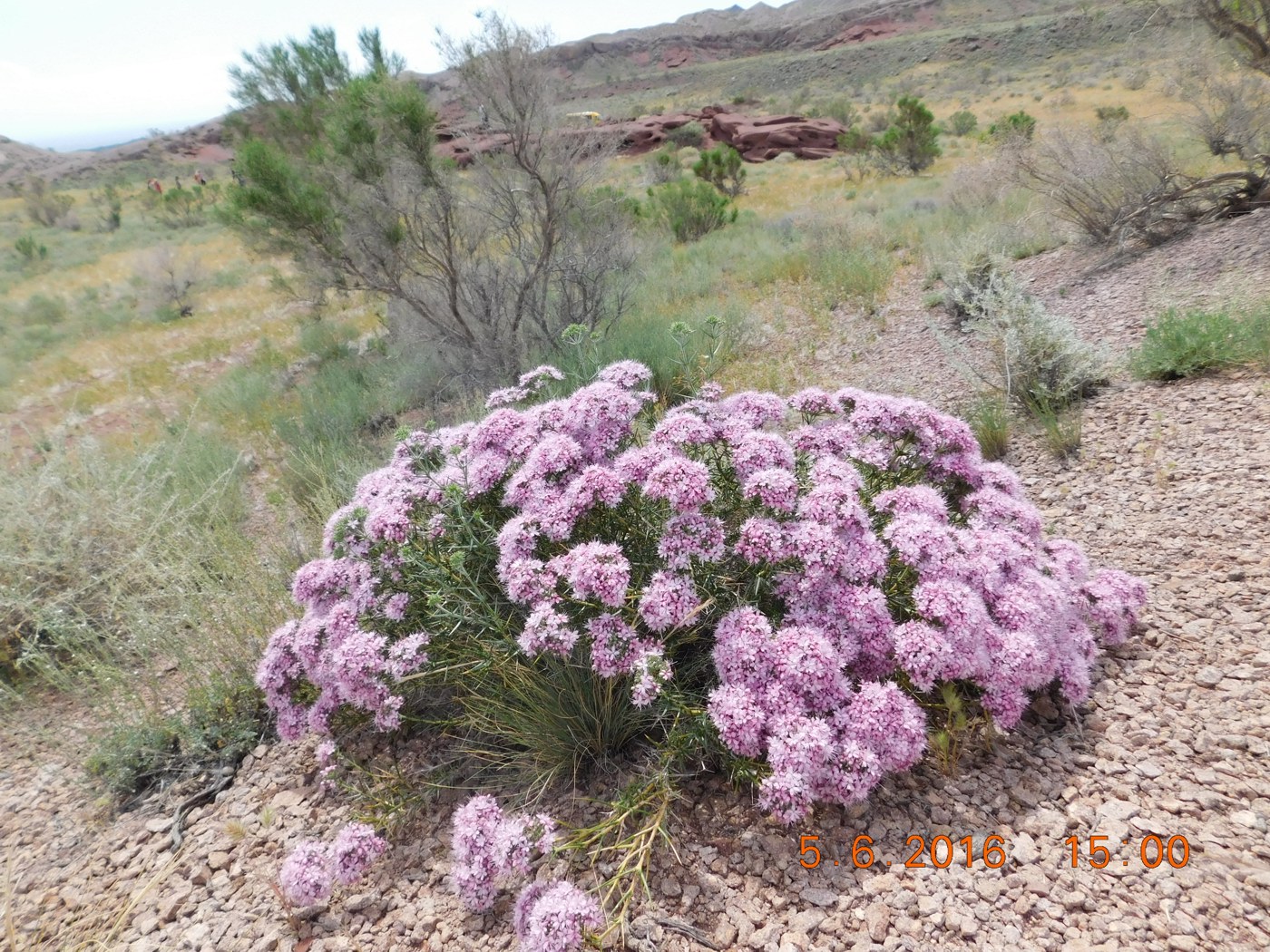 Изображение особи Acanthophyllum pungens.