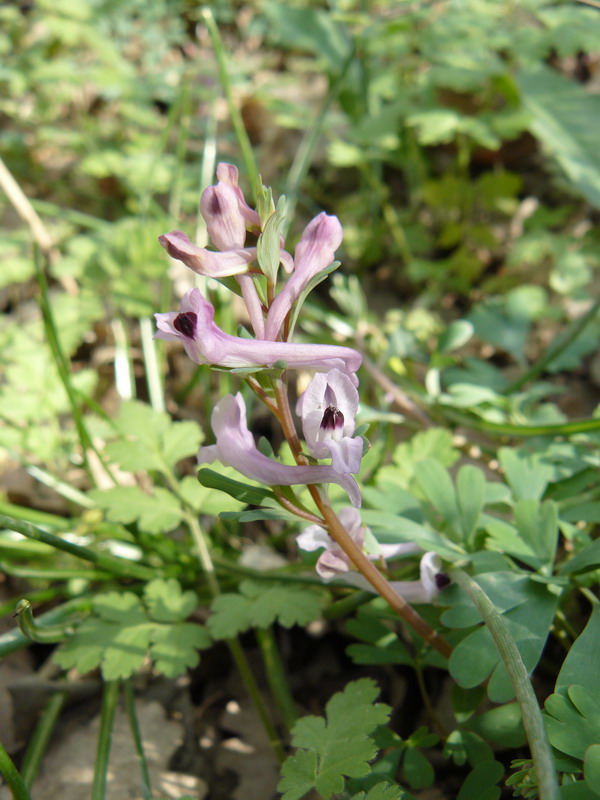 Image of Corydalis paczoskii specimen.