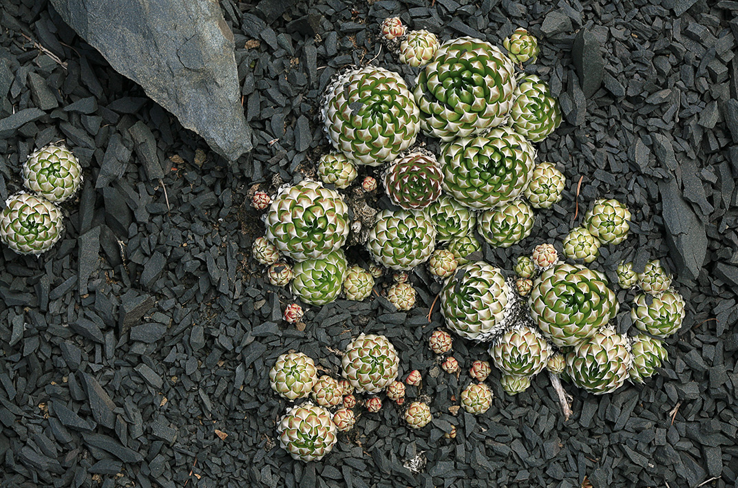 Image of Orostachys spinosa specimen.