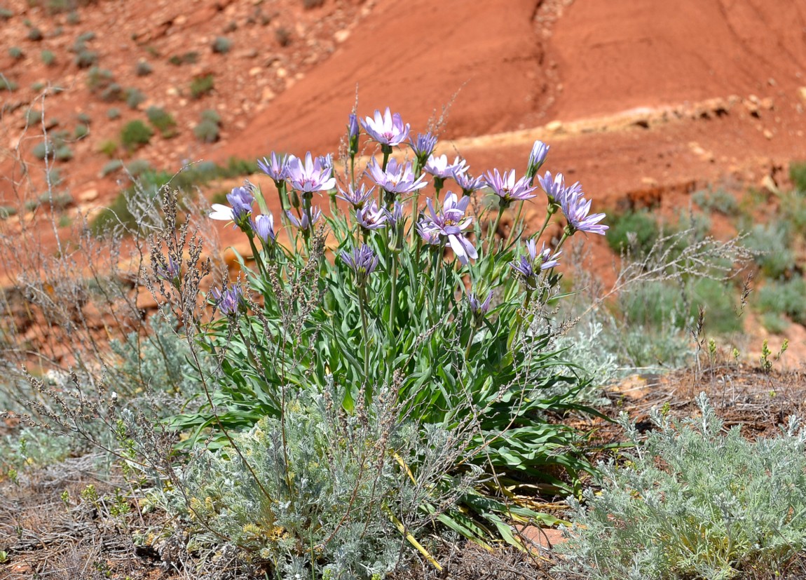 Изображение особи Tragopogon marginifolius.