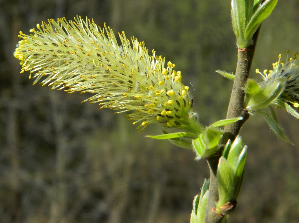 Image of Salix cinerea specimen.