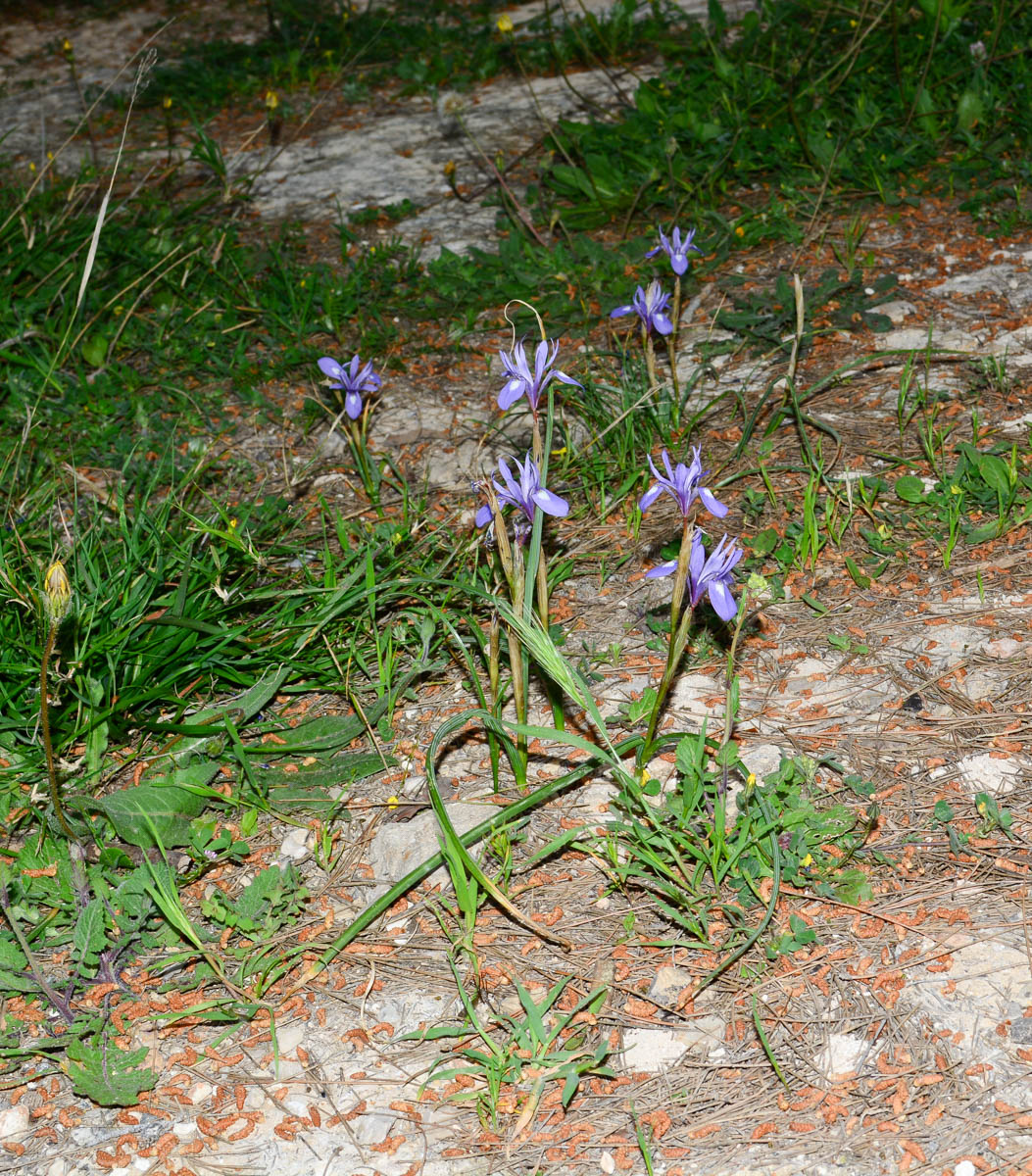 Изображение особи Moraea sisyrinchium.