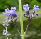 род Nepeta. Часть стебля с соцветиями. Подмосковье, Одинцовский р-н, дер. Лайково, приусадебный участок. Июнь 2017 г.