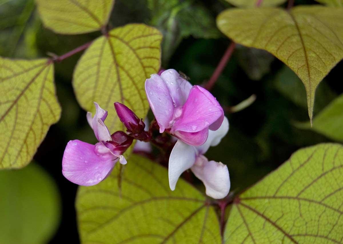 Изображение особи Dolichos purpureus.