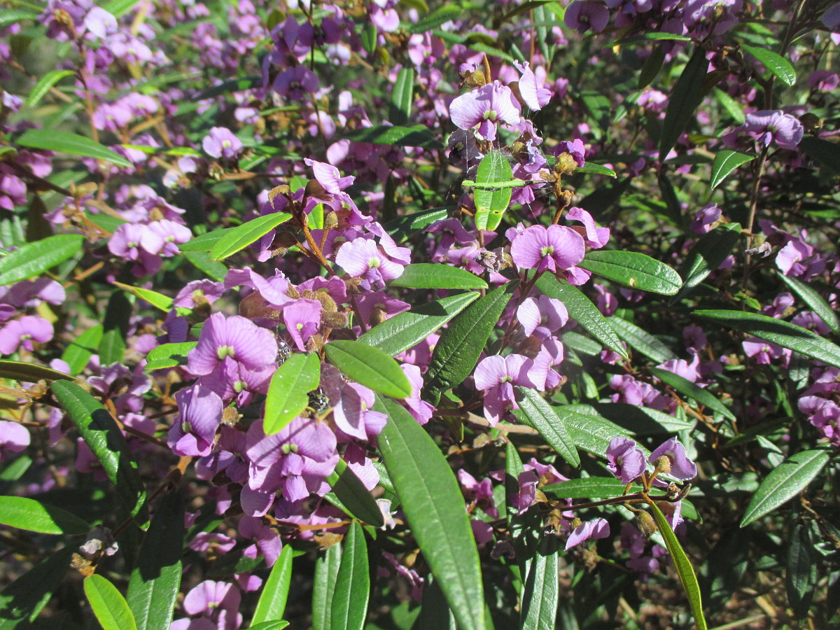 Изображение особи Hovea acutifolia.