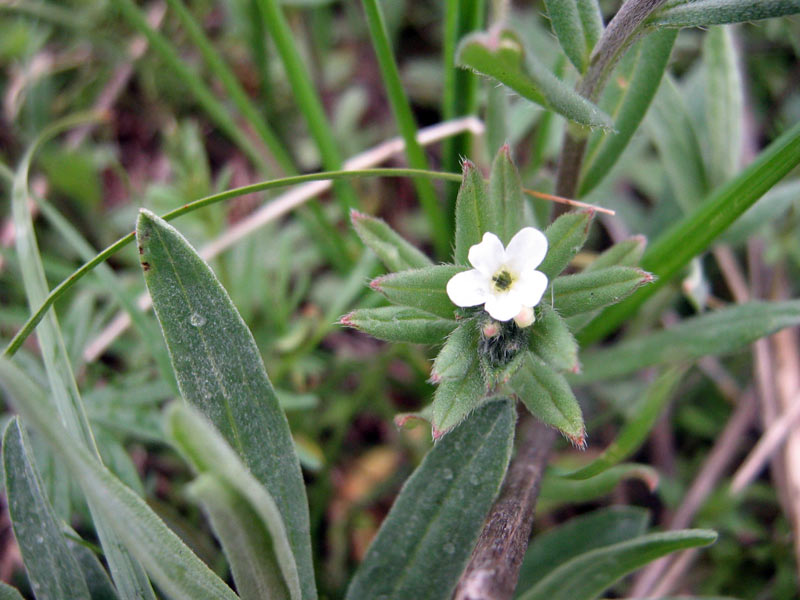 Изображение особи Buglossoides arvensis.