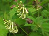 Astragalus frigidus