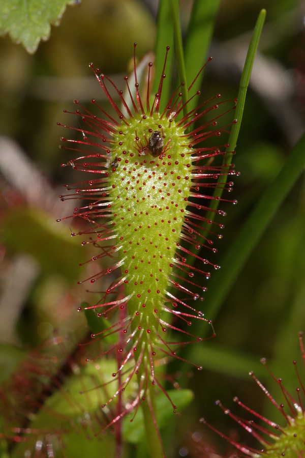 Изображение особи Drosera anglica.