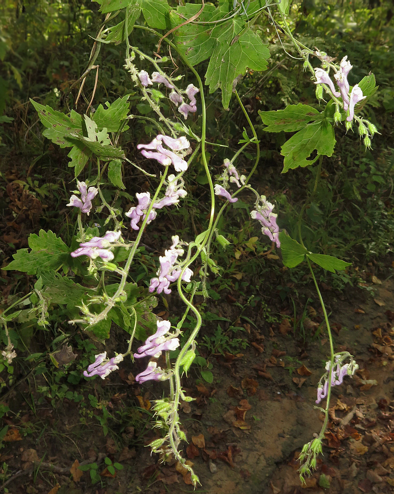 Image of Aconitum alboviolaceum specimen.