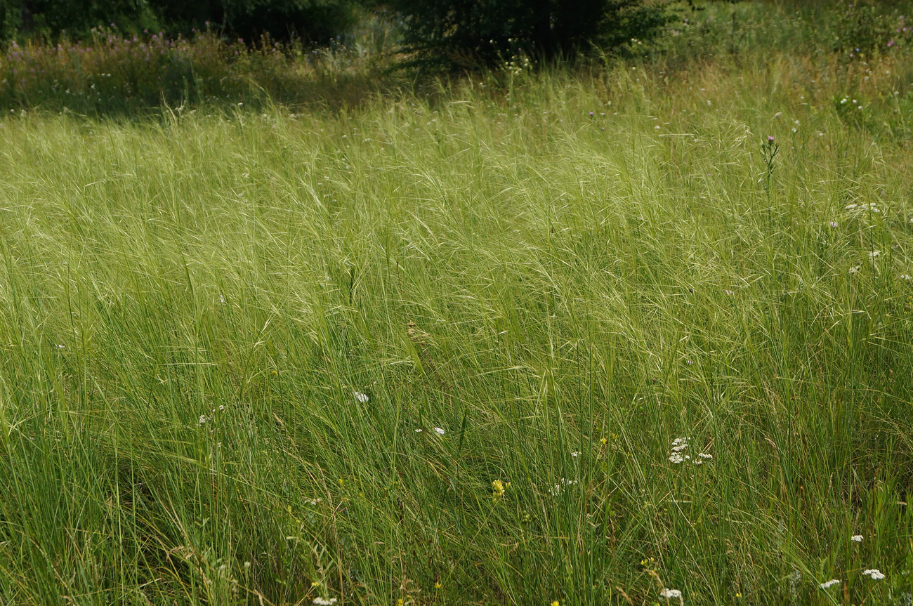 Изображение особи род Stipa.