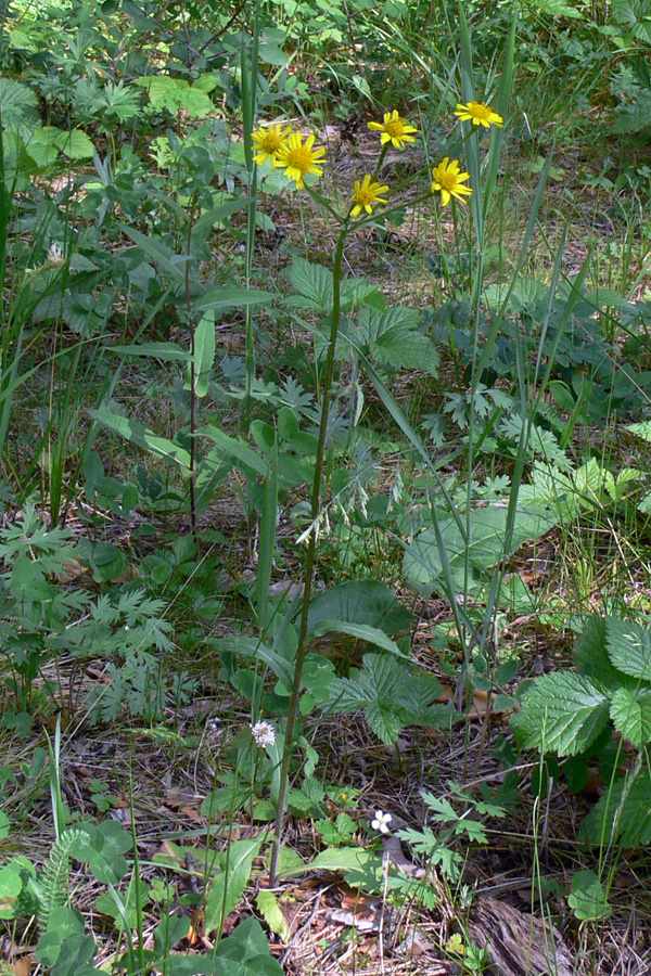 Изображение особи Tephroseris integrifolia.