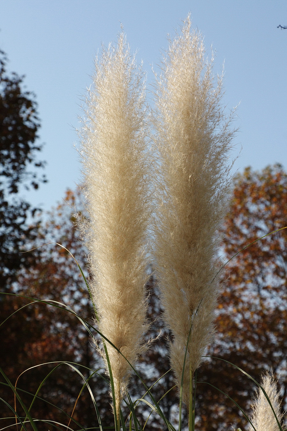 Image of Cortaderia selloana specimen.