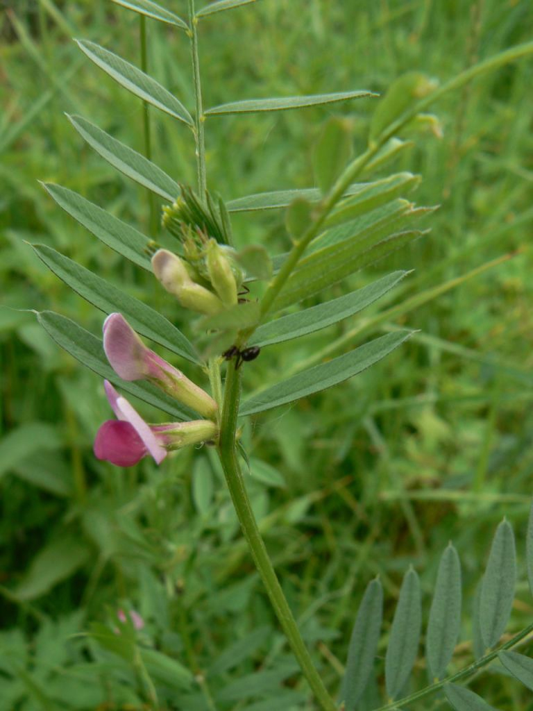 Изображение особи Vicia segetalis.