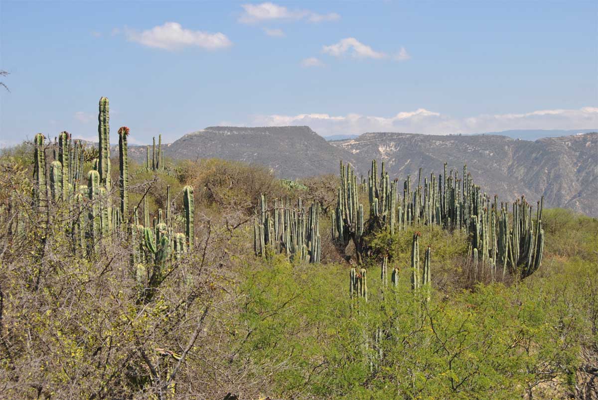 Image of Pachycereus marginatus specimen.