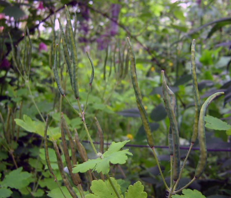 Изображение особи Chelidonium majus.