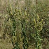 Veronica longifolia