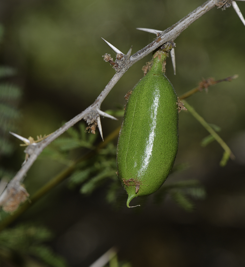 Image of Vachellia farnesiana specimen.