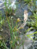 Juncus articulatus. Верхняя часть цветущих растений. Республика Татарстан, г. Набережные Челны, Комсомольский р-н, пос. ГЭС, недалеко от ост. «Речной порт», на берегу р. Кама. 10.08.2015.