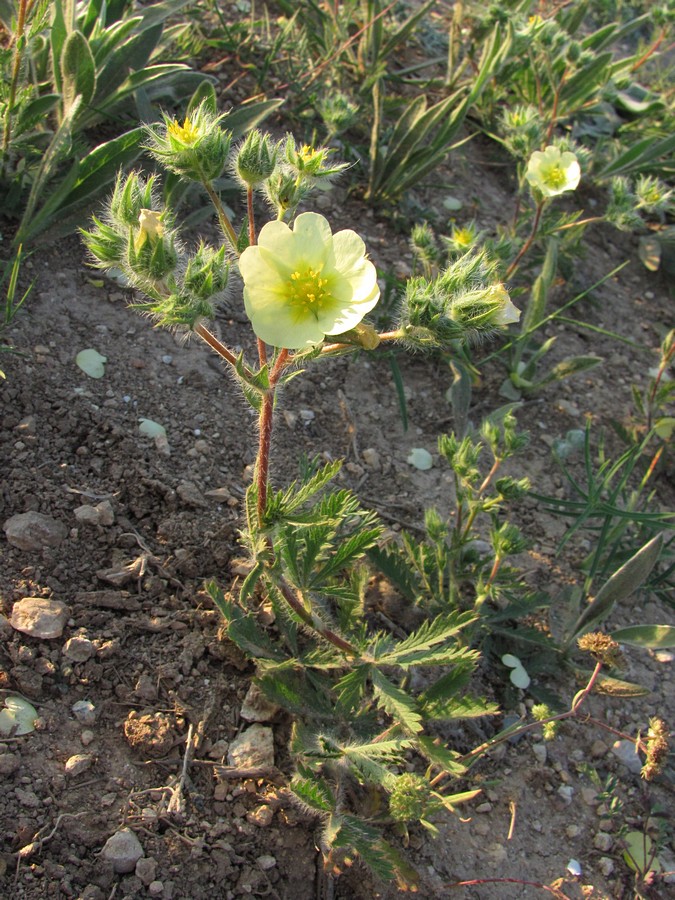 Изображение особи Potentilla recta.