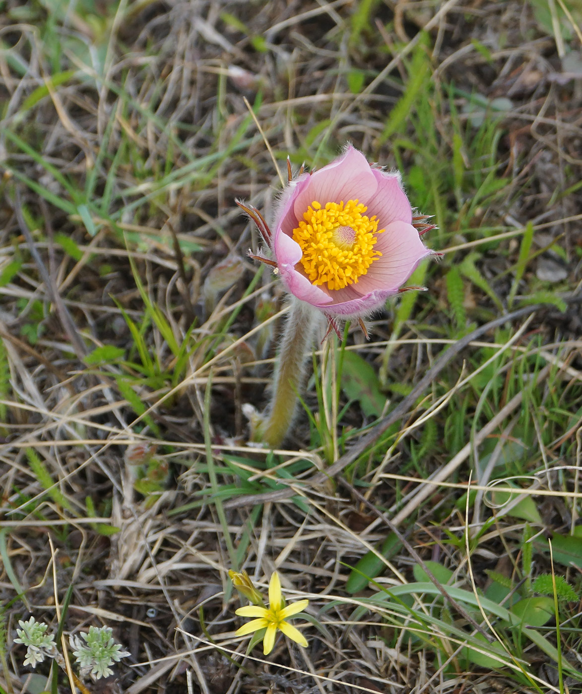 Image of Pulsatilla multifida specimen.