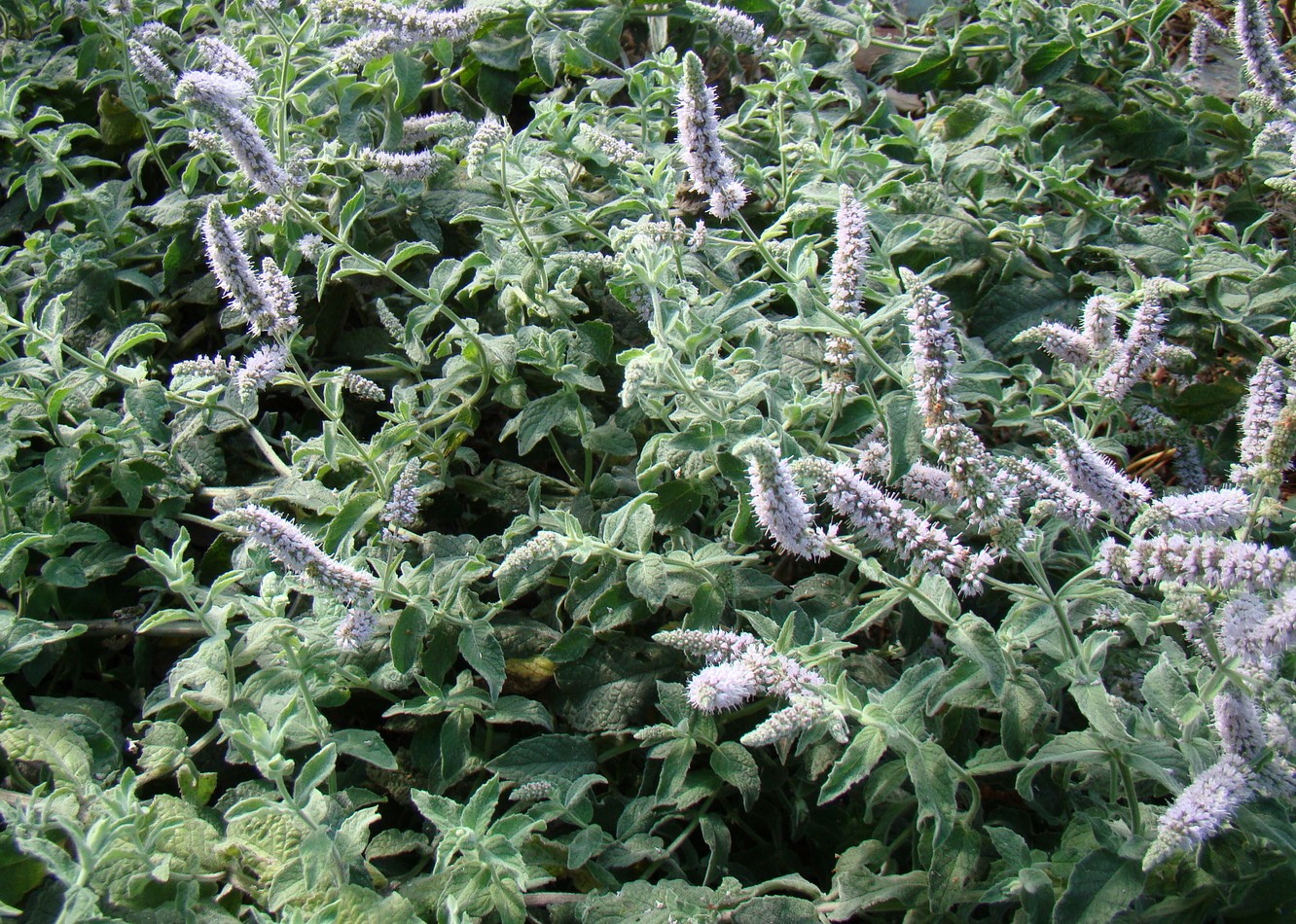 Image of genus Mentha specimen.