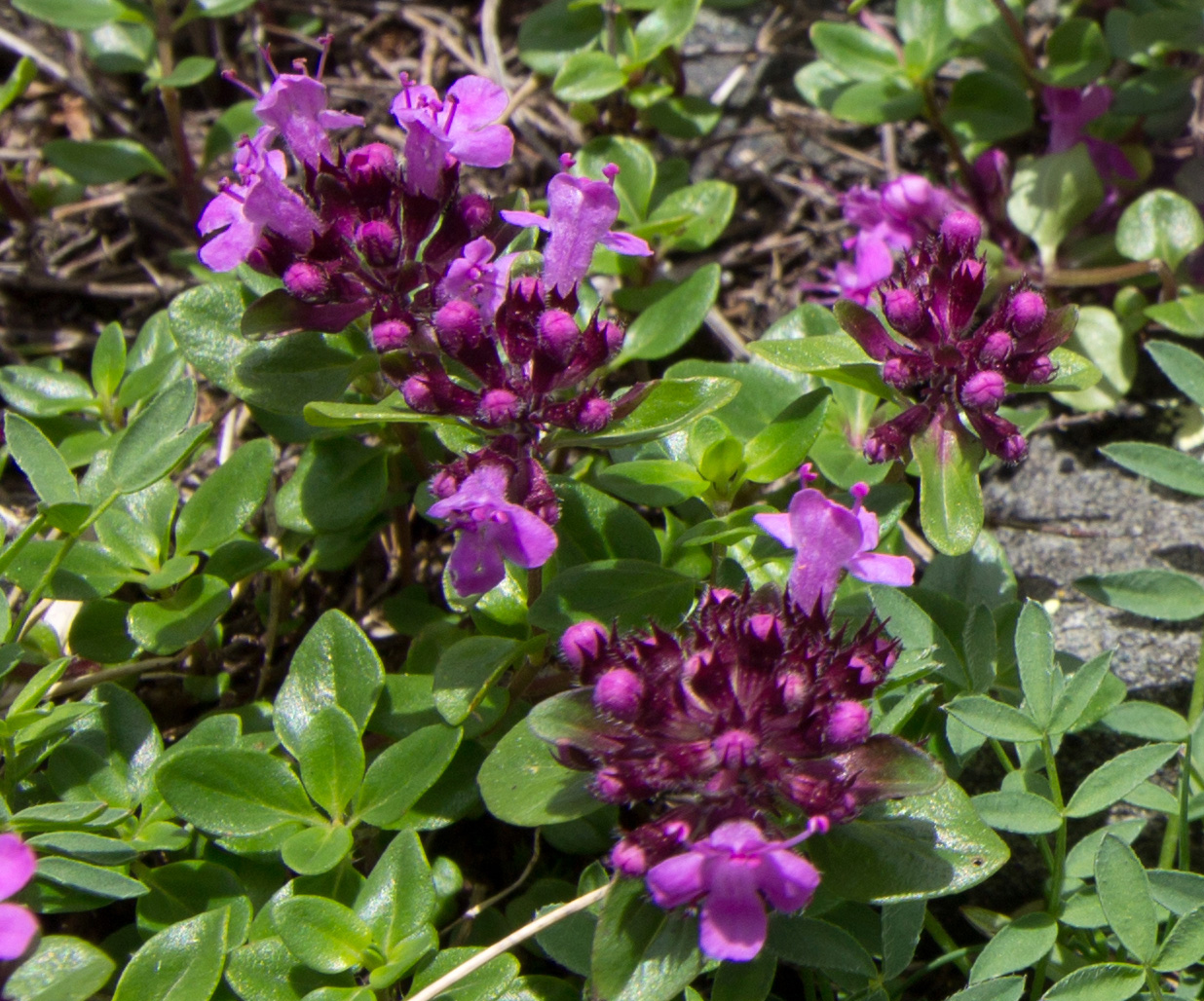 Image of Thymus nummularius specimen.