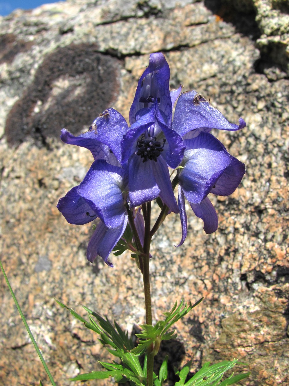 Image of Aconitum cymbulatum specimen.