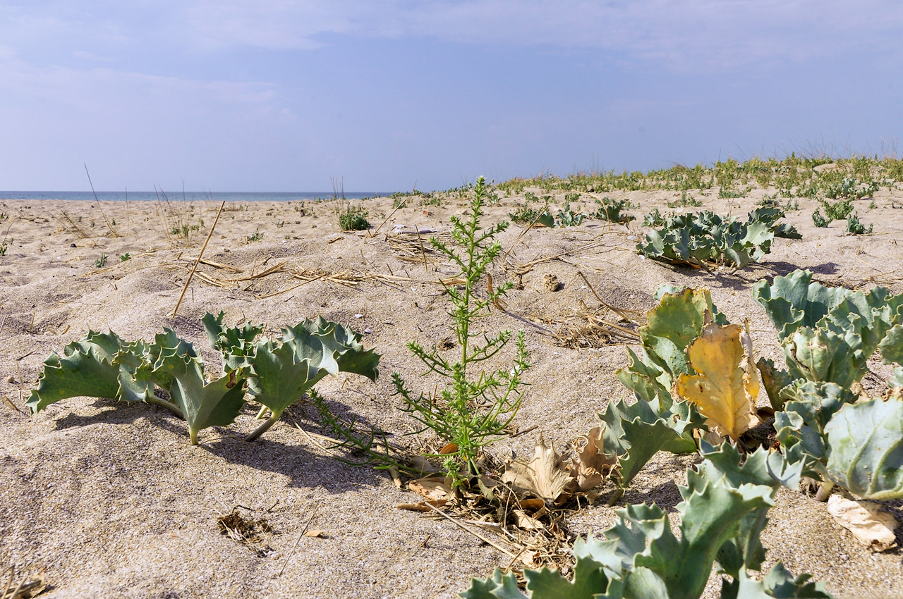 Изображение особи Salsola pontica.