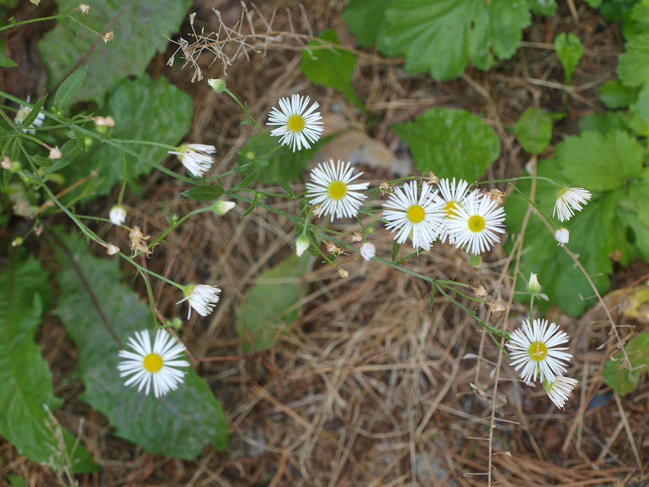 Изображение особи Erigeron annuus.