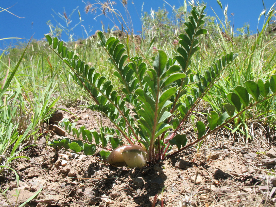 Image of Astragalus sewertzowii specimen.