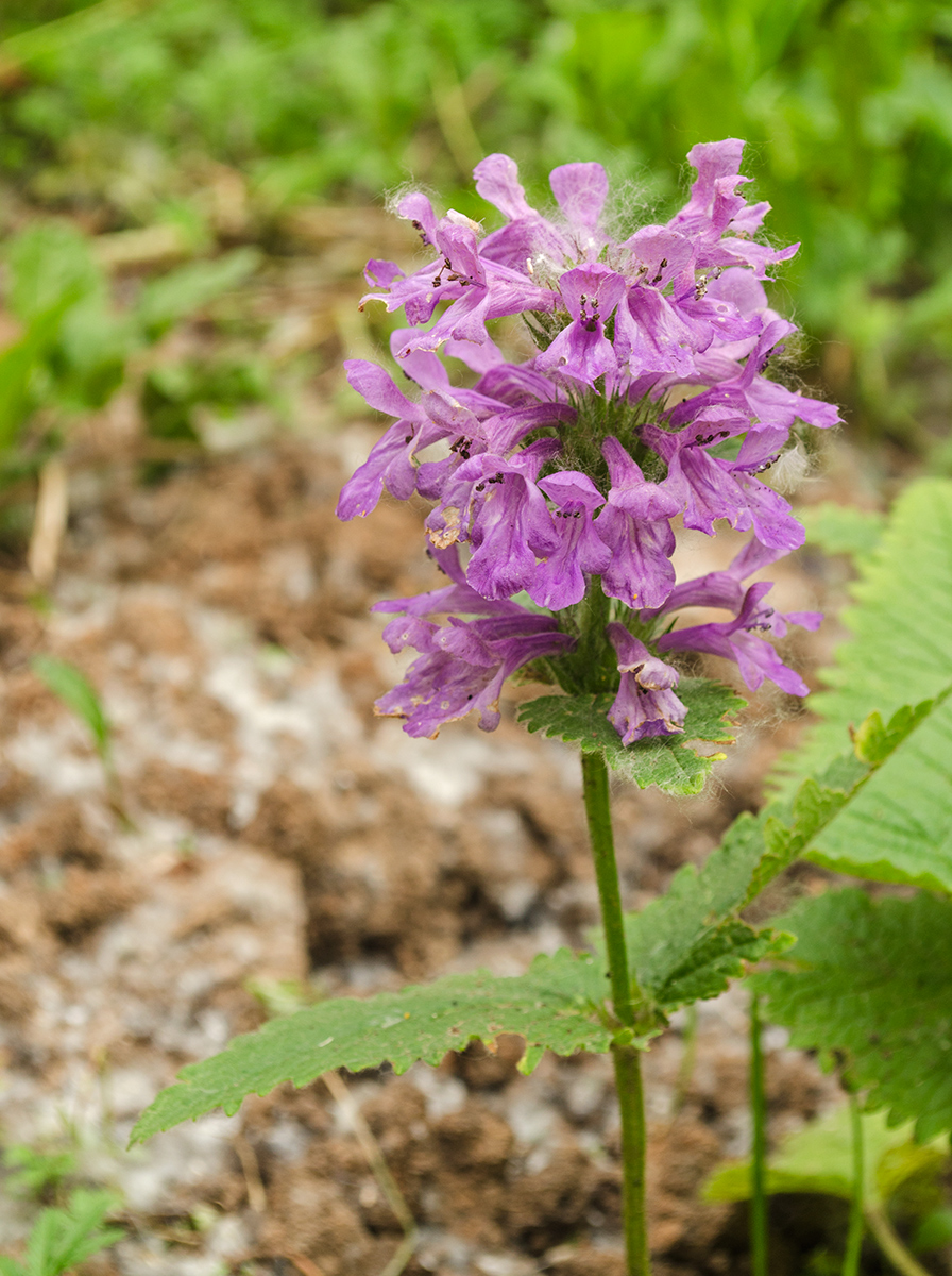 Image of Betonica macrantha specimen.