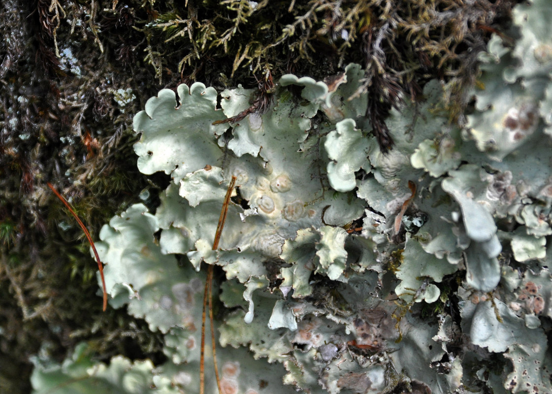 Image of Nephroma arcticum specimen.