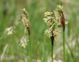 Eriophorum angustifolium. Верхушки побегов с соцветиями. Иркутская обл., Иркутский р-н, окр. пос. Б. Голоустное, дельта р. Голоустная, берег реки. 01.06.2018.