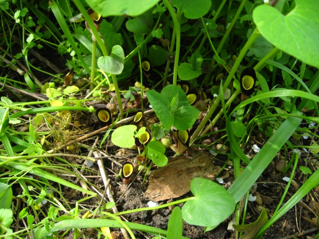 Изображение особи Aristolochia steupii.