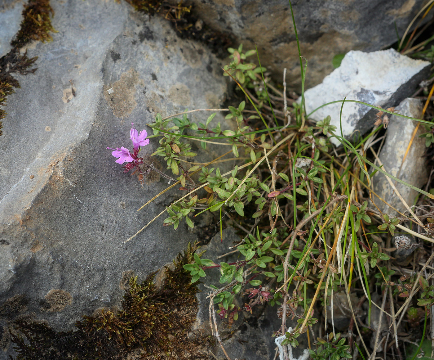 Image of genus Thymus specimen.