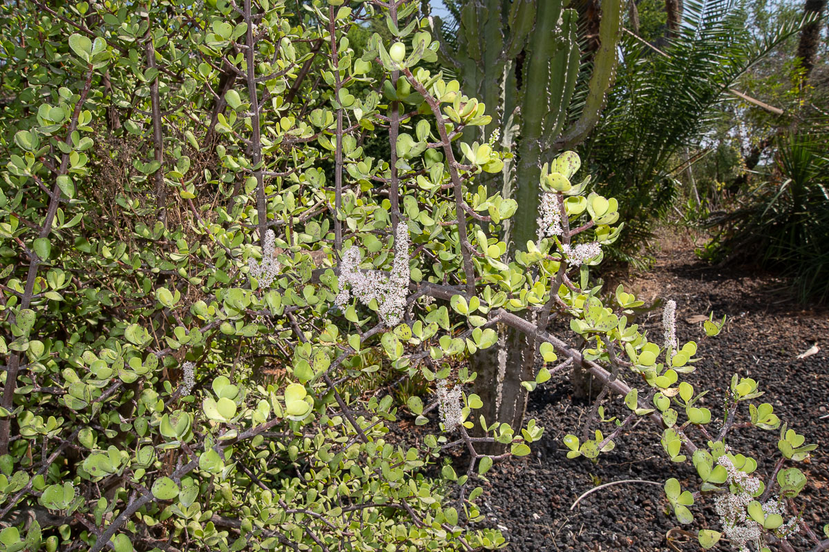 Image of Portulacaria afra specimen.