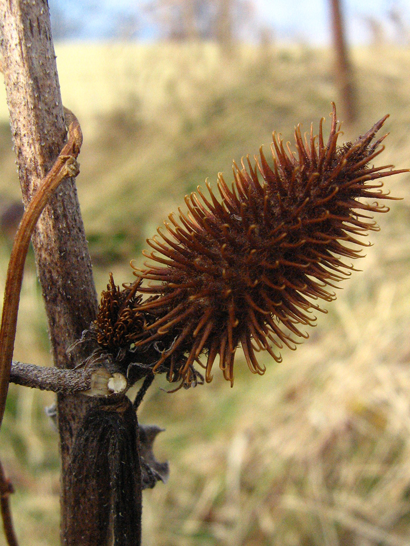 Image of Xanthium orientale specimen.