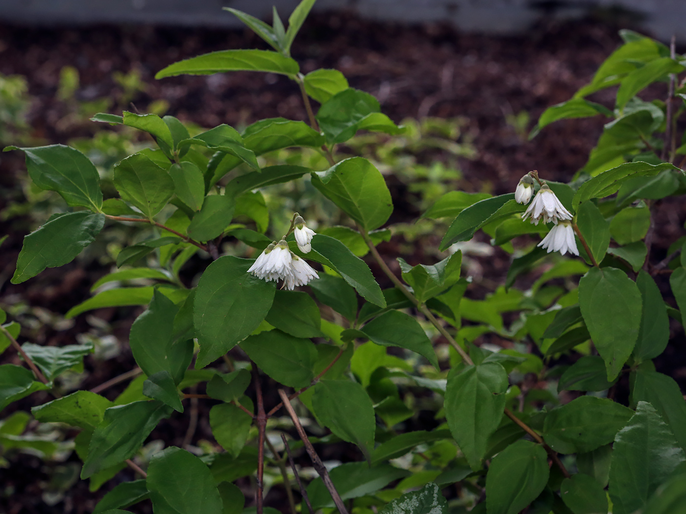 Image of genus Deutzia specimen.