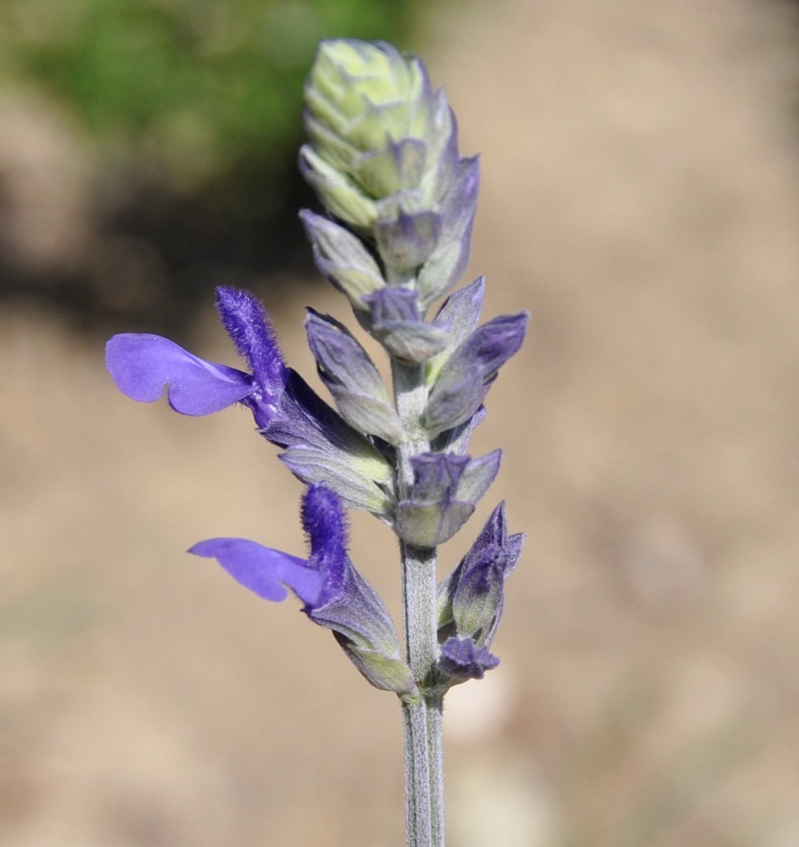 Изображение особи род Salvia.