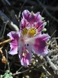 Alstroemeria caryophyllaea