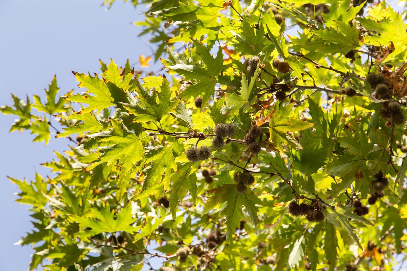 Изображение особи Platanus orientalis.