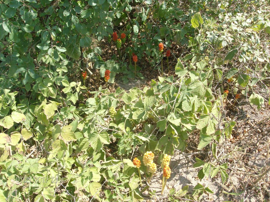 Image of Arum elongatum specimen.