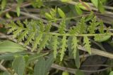 Pedicularis nasuta