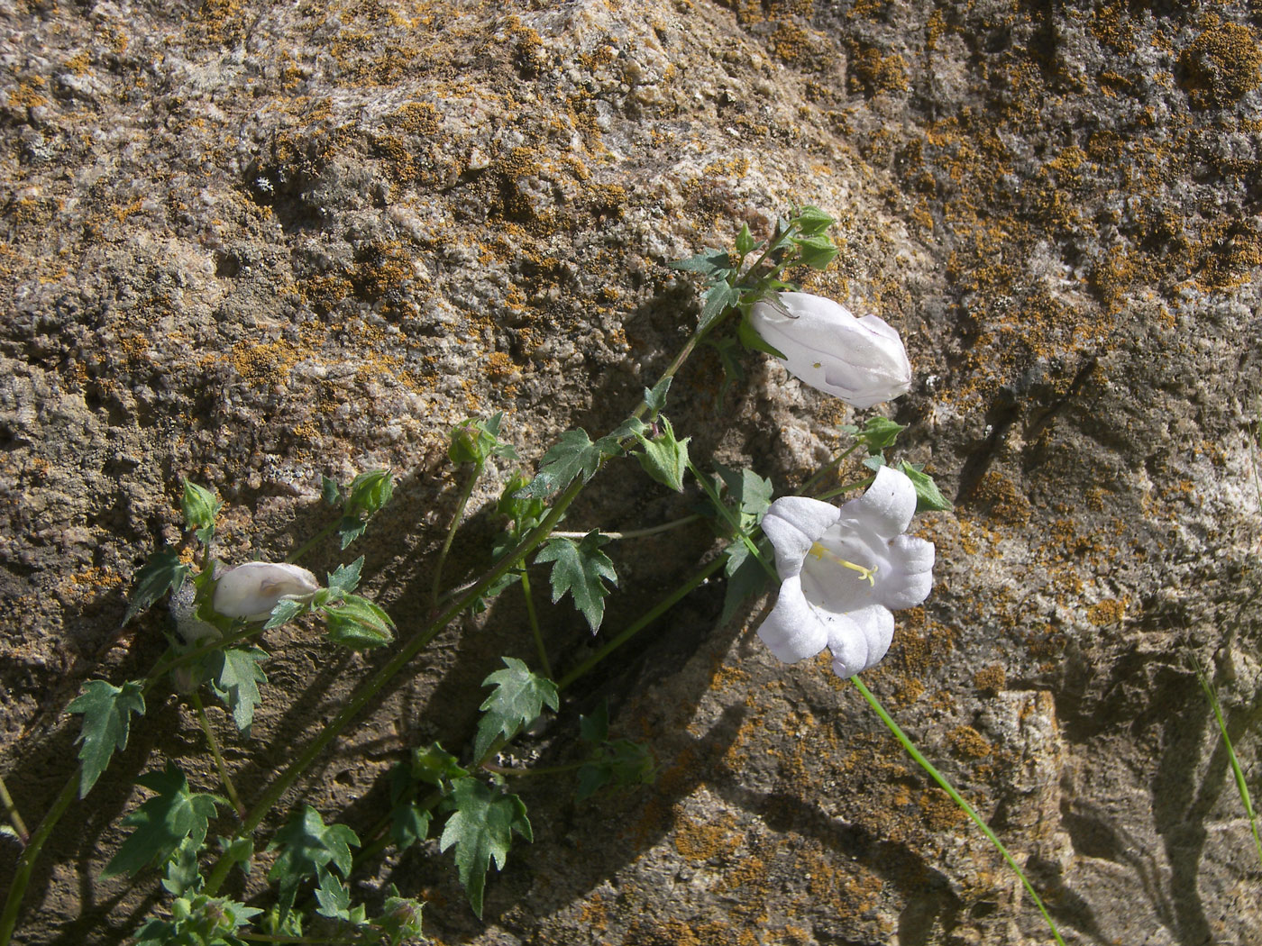 Image of Campanula armena specimen.