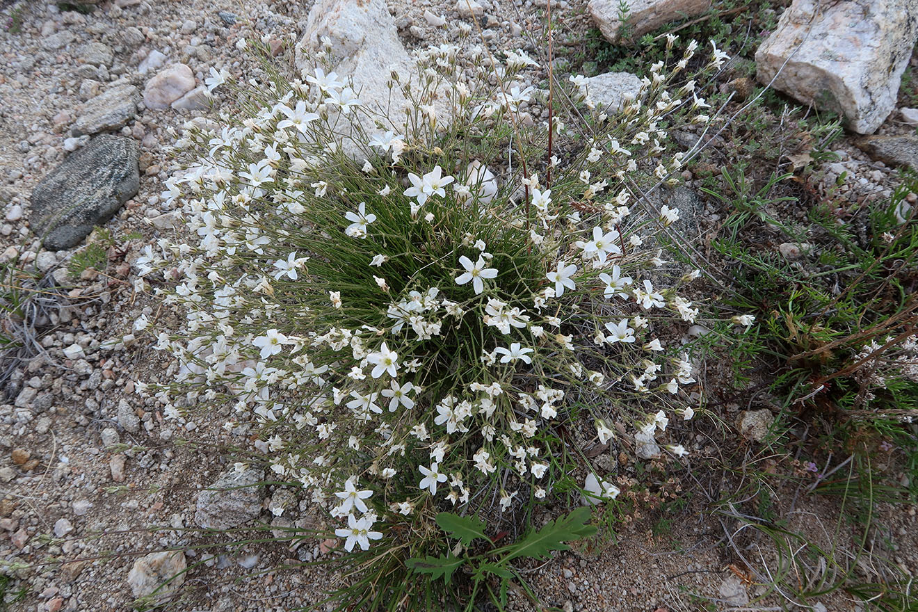 Image of Eremogone meyeri specimen.