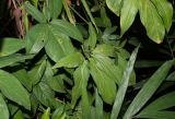 Syngonium podophyllum